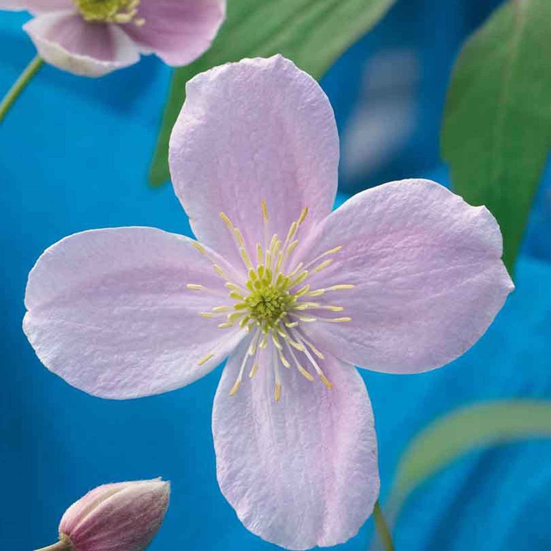 Clematis montana Rubens - Clématite montana Rubens - Clématites