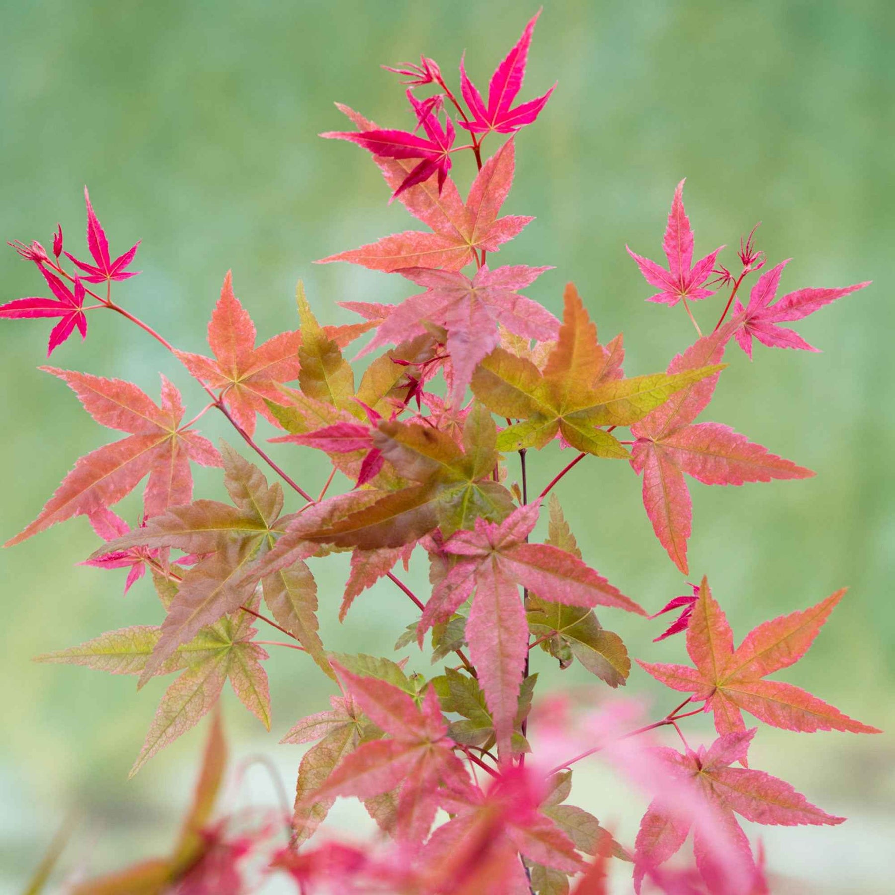 Vente Erable du Japon Beni Maiko - Acer palmatum Beni Maiko