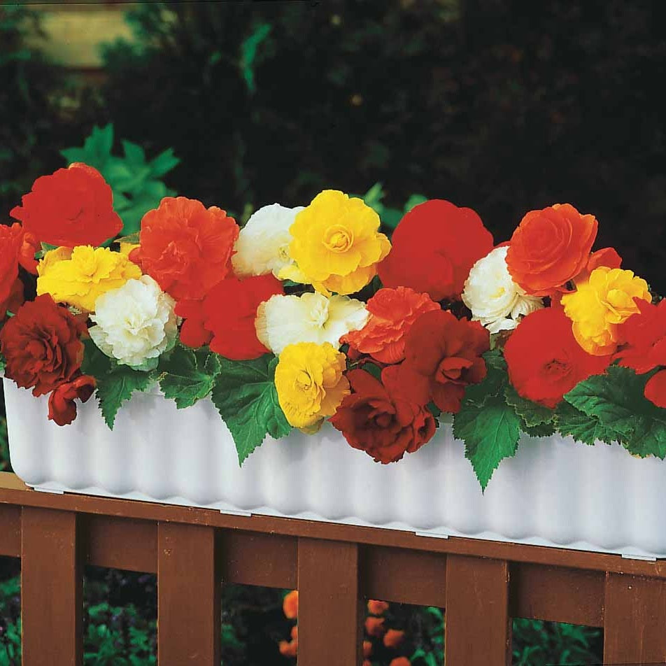 Bégonia - 24 Bégonias tubéreux doubles en mélange - Begonia tuberhybrida