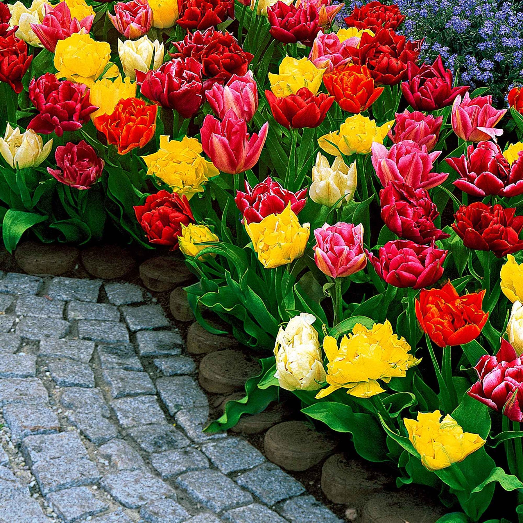 Tulipa murillo - 20 Tulipes doubles Murillo en mélange - Tulipe
