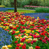 20 Tulipes doubles Murillo en mélange - Willemse