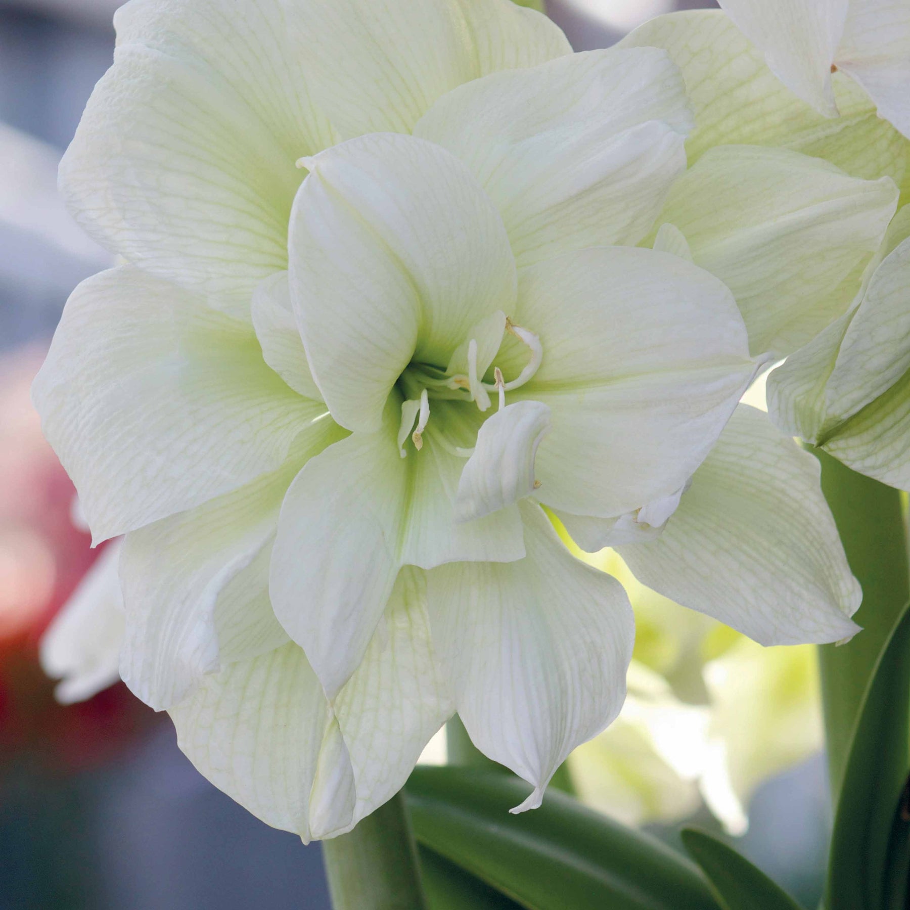 Amaryllis White Nymph - Willemse