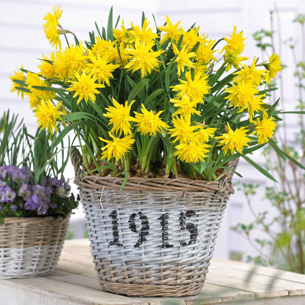 5 Mini-narcisses Rip van Winkle - Narcissus Rip van Winkle - Willemse