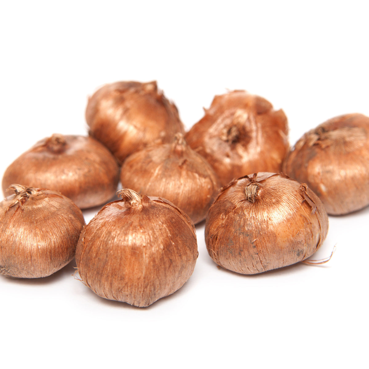 15 Crocus orange - Crocus chrysanthus orange monarch - Willemse