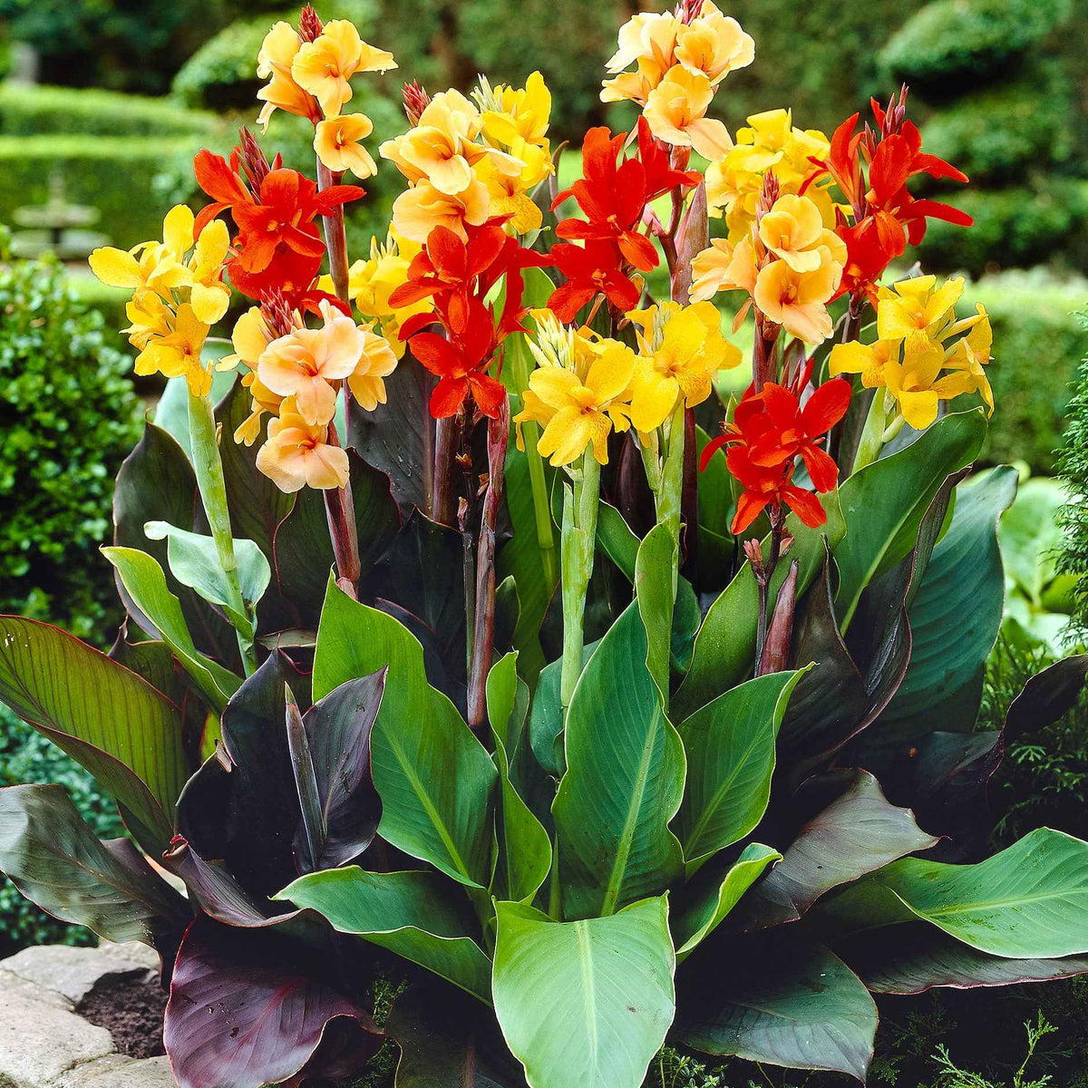 4 Cannas pour bordure en mélange - Canna happy (emily, carmen, wilma, cleo) - Willemse