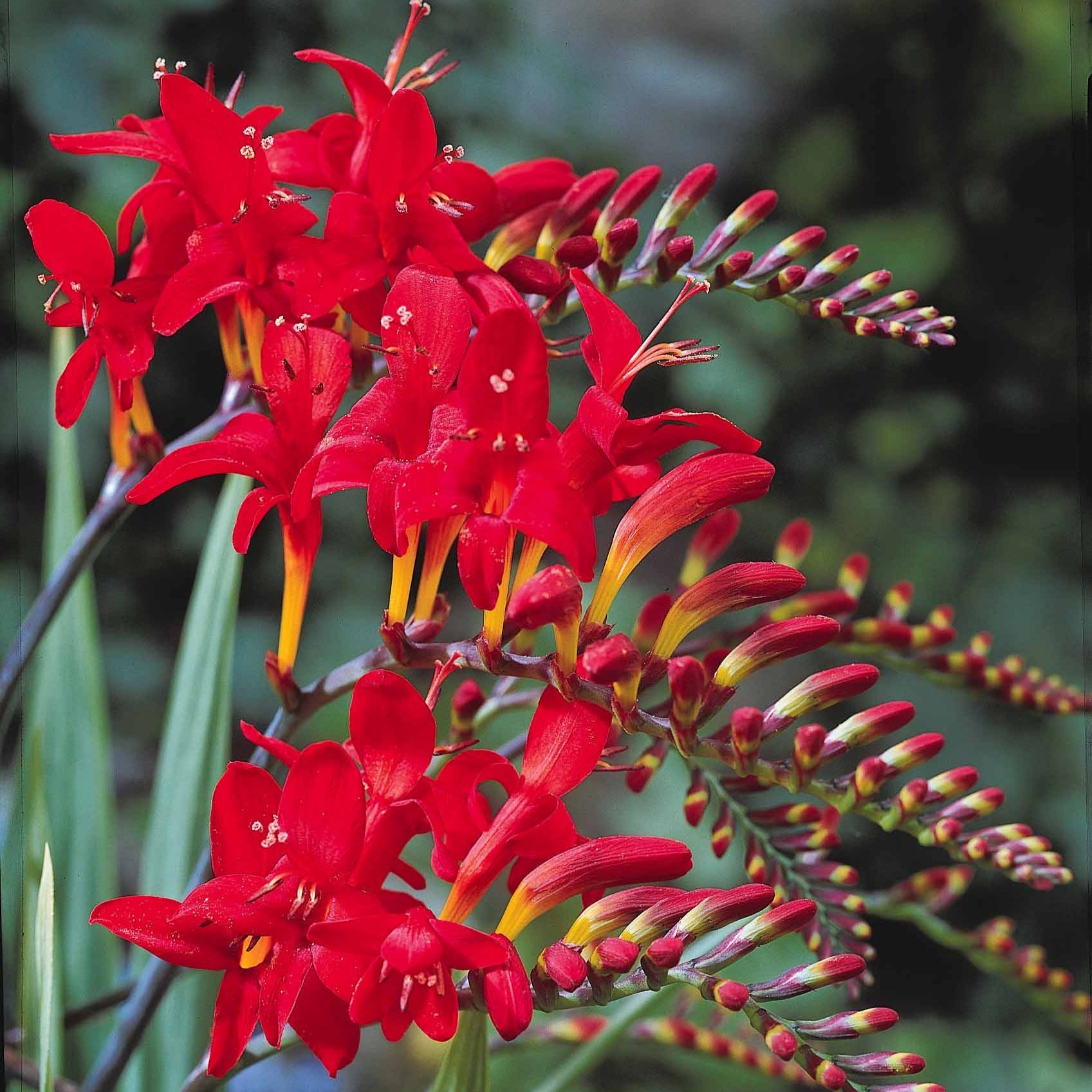 Crocosmia red - 15 Crocosmias rouges - Crocosmia