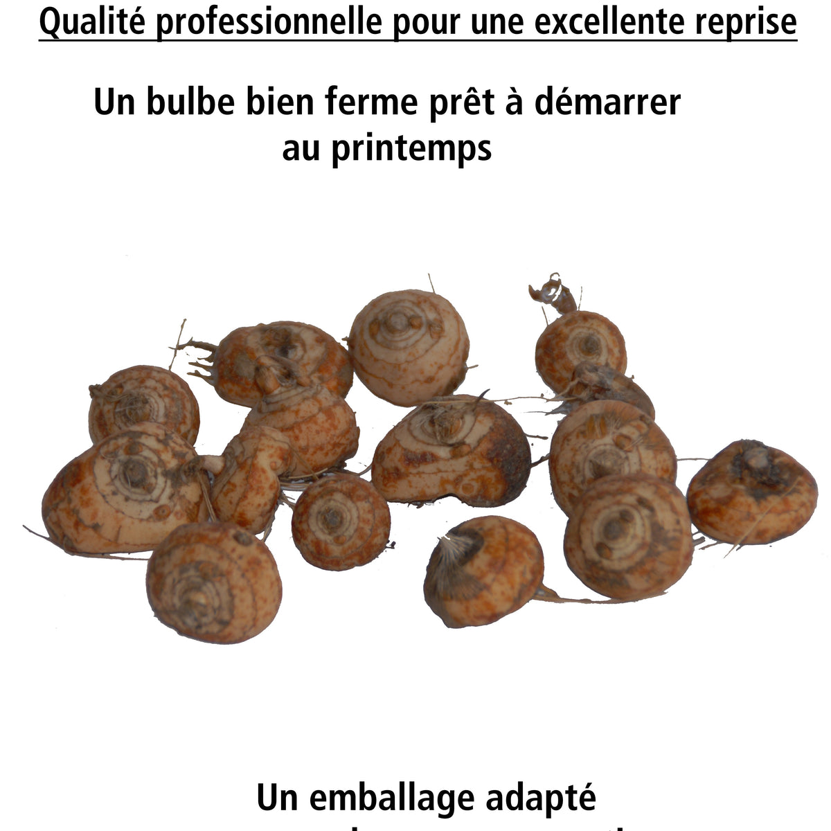 15 Crocosmias bicolores - Crocosmia emily mckenzie - Willemse