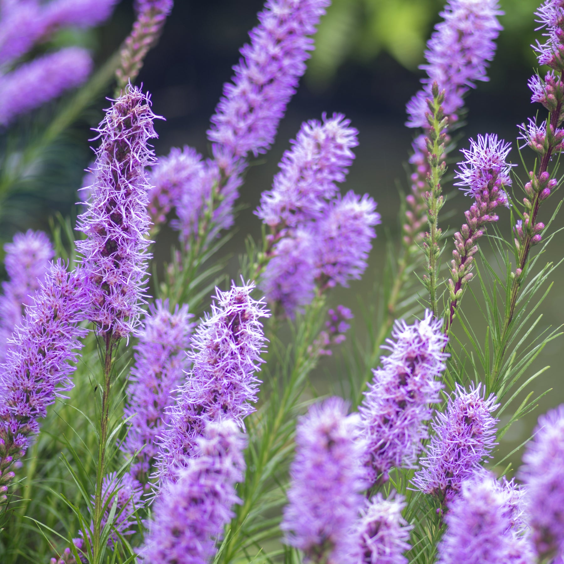 Liatris spicata - 25 Plumes du Kansas - Bulbes à floraison estivale