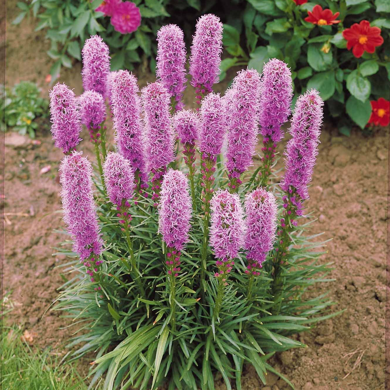 Vente 25 Plumes du Kansas - Liatris spicata