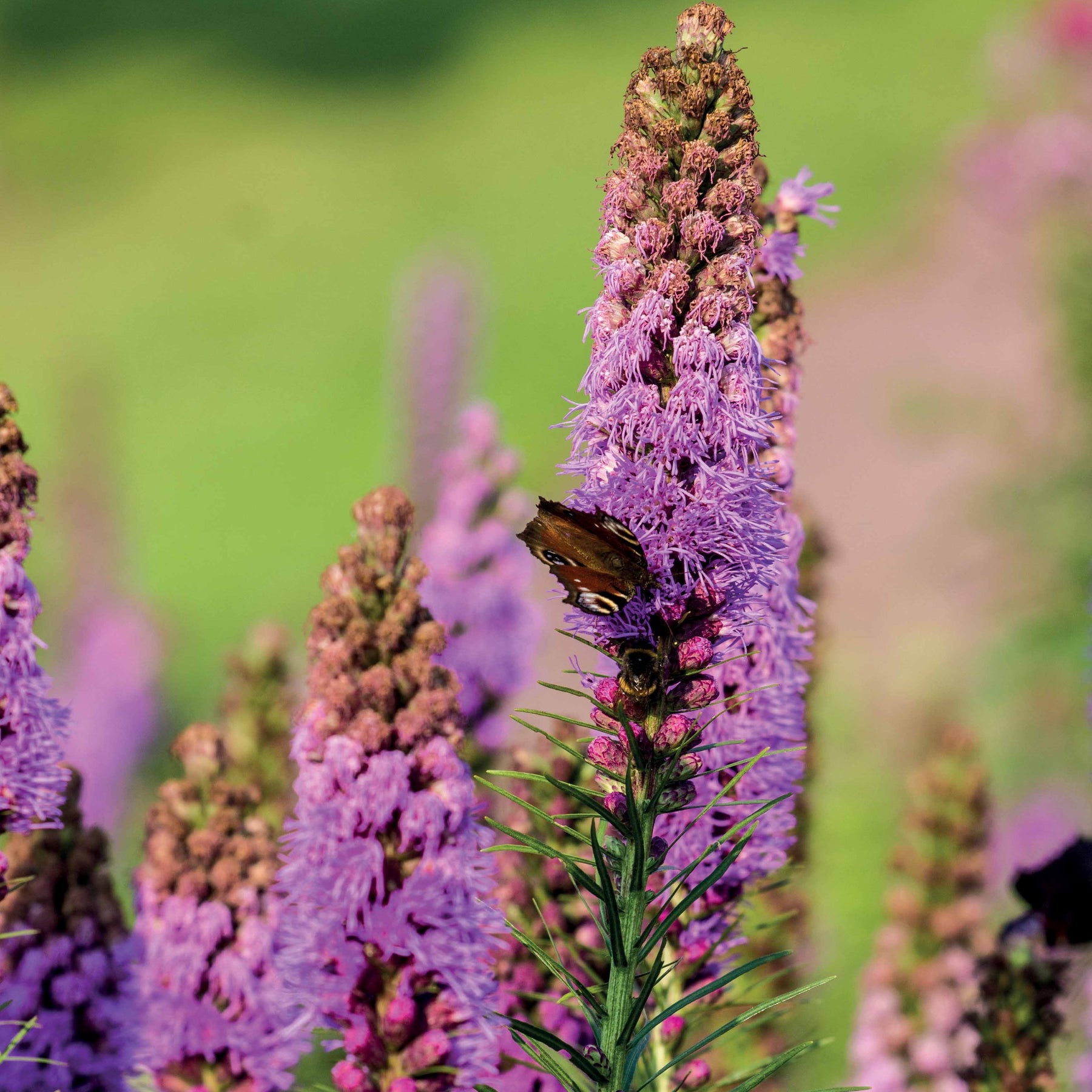25 Plumes du Kansas - Bulbes à floraison estivale - Willemse