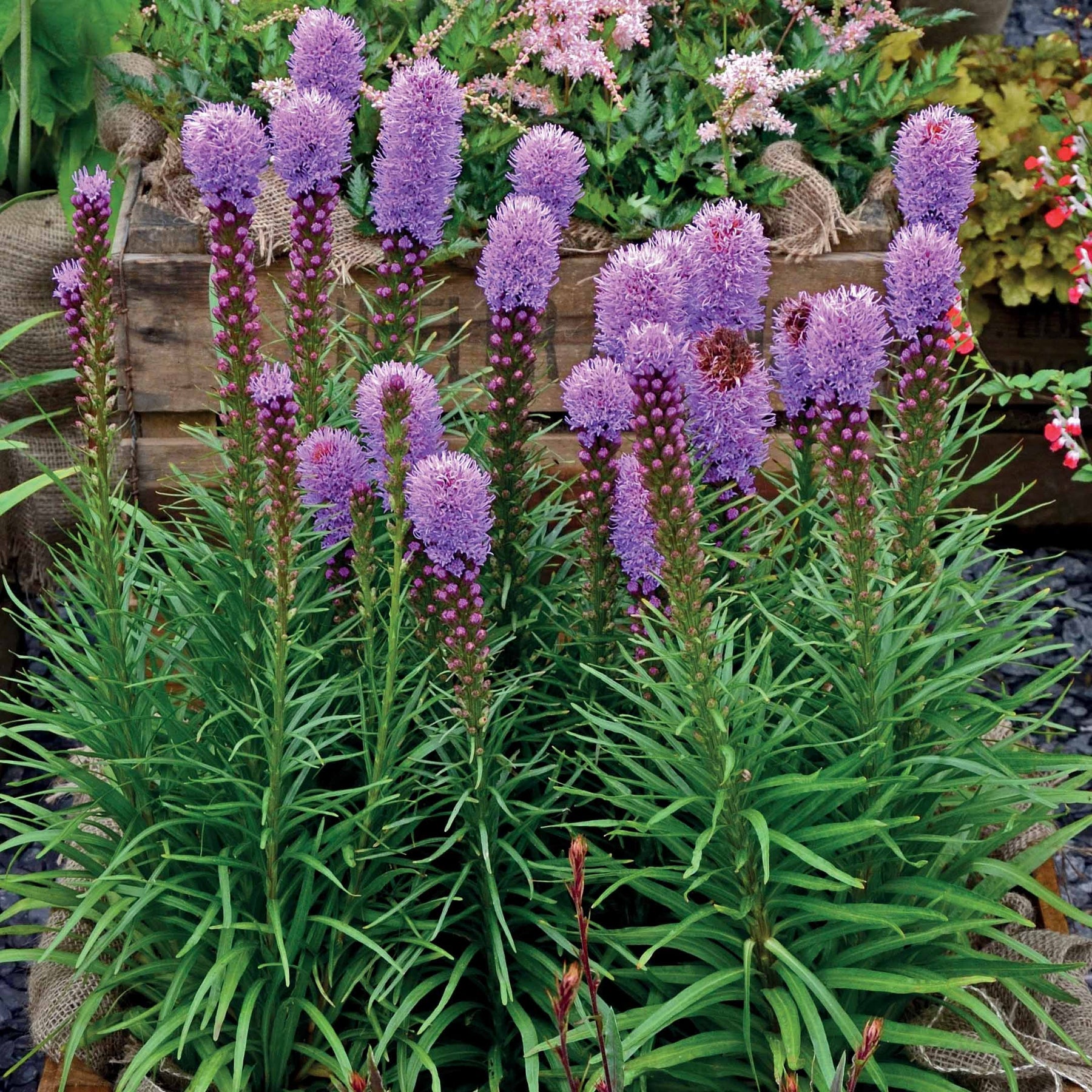 Vente 25 Plumes du Kansas - Bulbes à floraison estivale