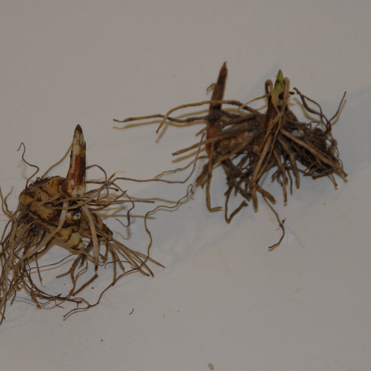 Orchidée de jardin rose - Pleione tongariro - Willemse