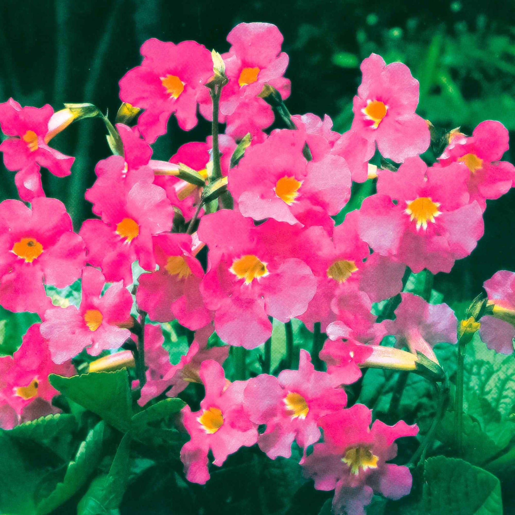 Incarvillée de Delavay - Incarvillea delavayi - Willemse