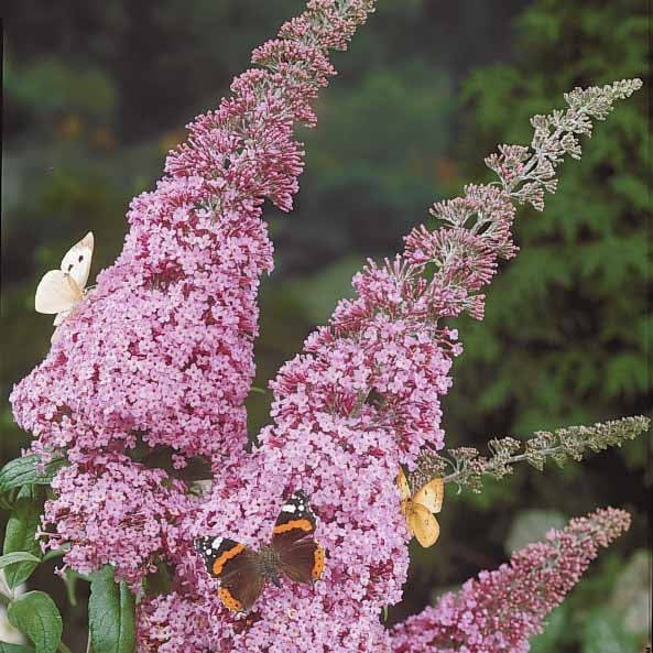 Arbre à papillons Pink Delight - Buddleja davidii pink delight - Willemse