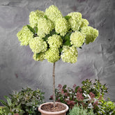 Hortensia paniculé Limelight ® sur tige - Willemse