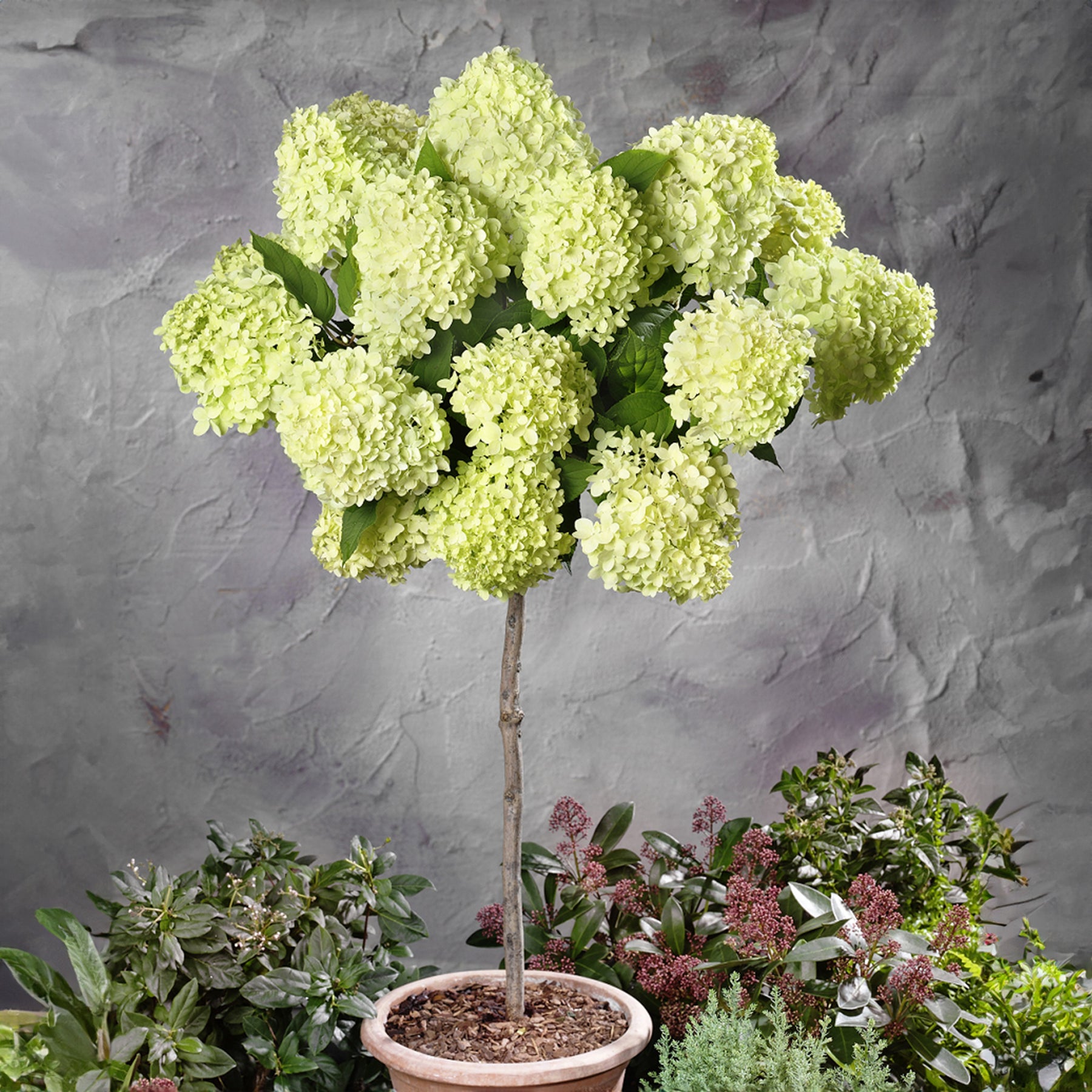 Hortensia paniculé Limelight ® sur tige - Willemse