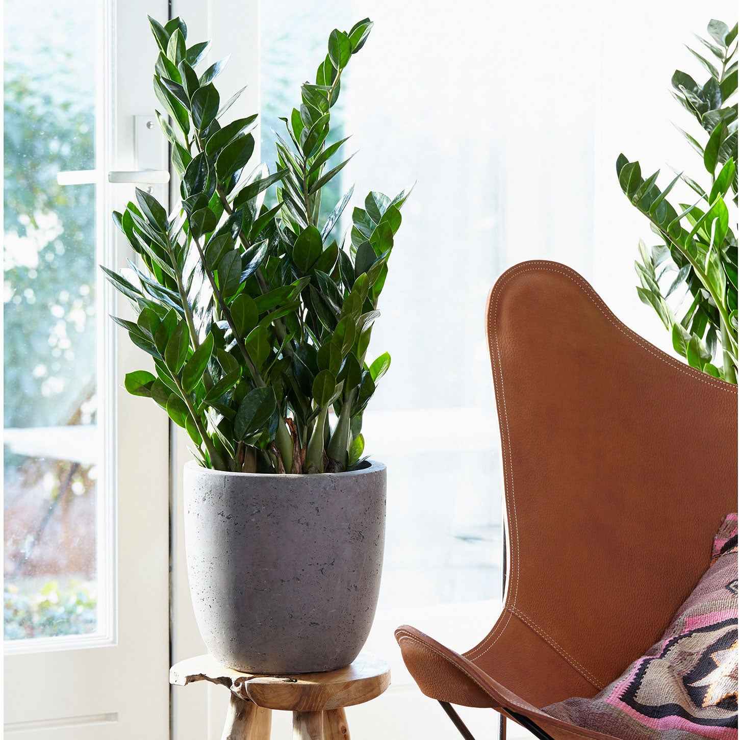 Zamioculcas zamiifolia - Zamioculcas - Zamioculcas