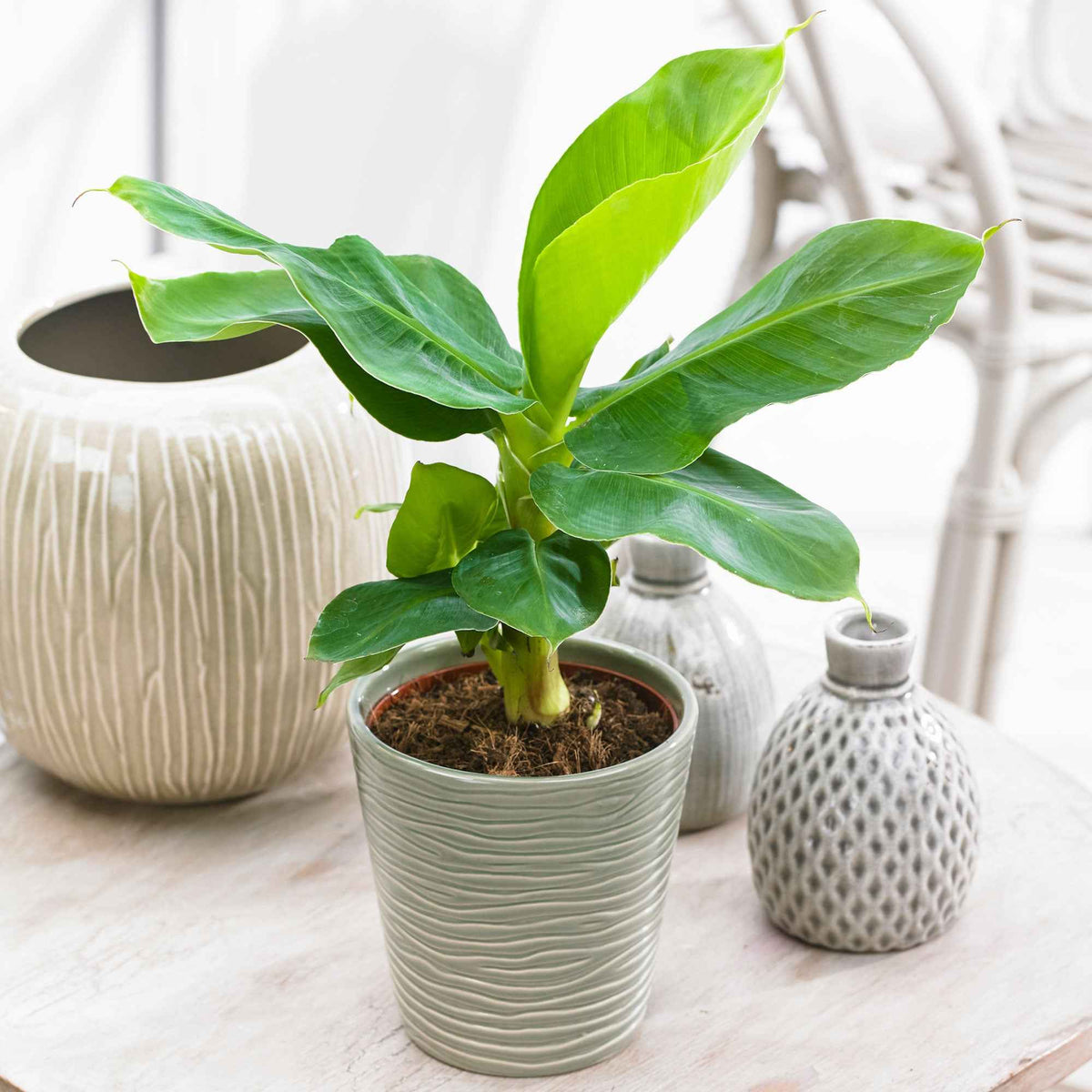 Bananier d'ornement nain - Musa oriental dwarf - Willemse