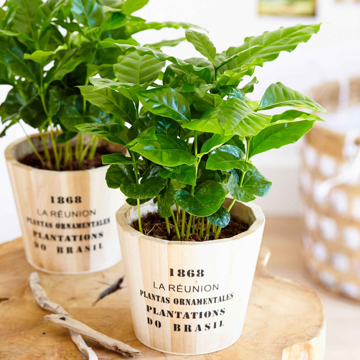 Caféier - Coffea arabica - Willemse