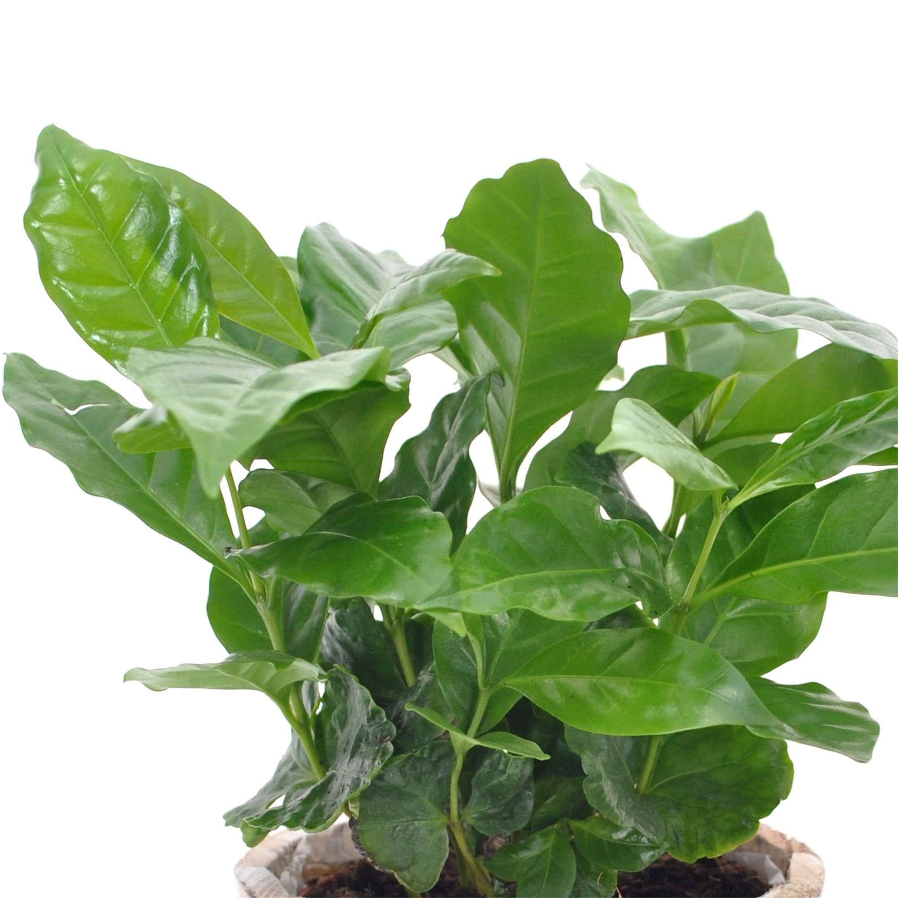 Coffea arabica - Caféier - Plantes vertes