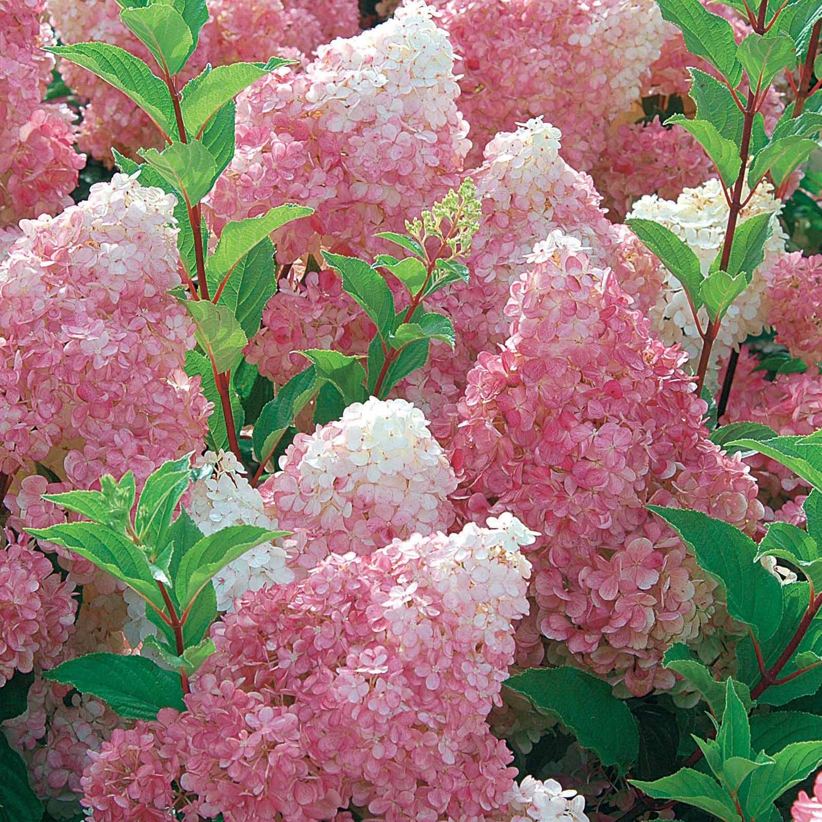 Hydrangea paniculata Vanille Fraise ® Renhy - Hortensia paniculé Vanille Fraise® Renhy - Hortensia paniculé