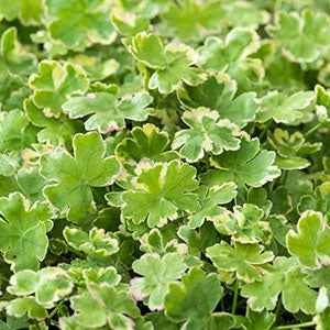 Écuelle d'eau panachée - Hydrocotyle sibthorpioides 'Variegata' - Willemse