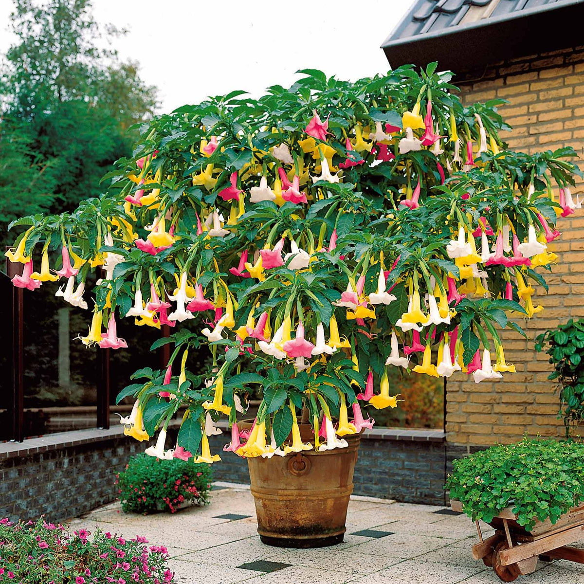 Brugmansia tricolore rose, blanc, jaune - Willemse