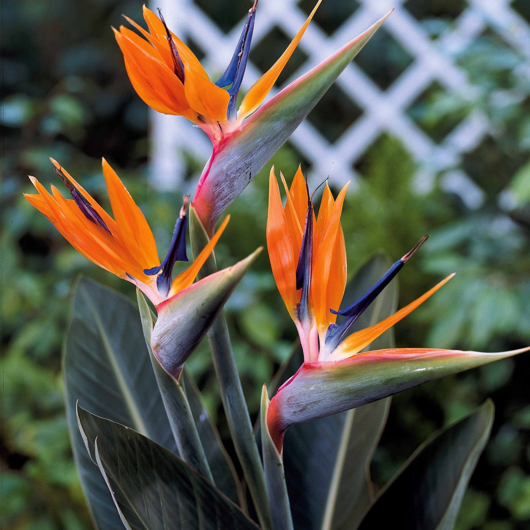 Vente Oiseau du paradis nain - Strelitzia reginae humilis