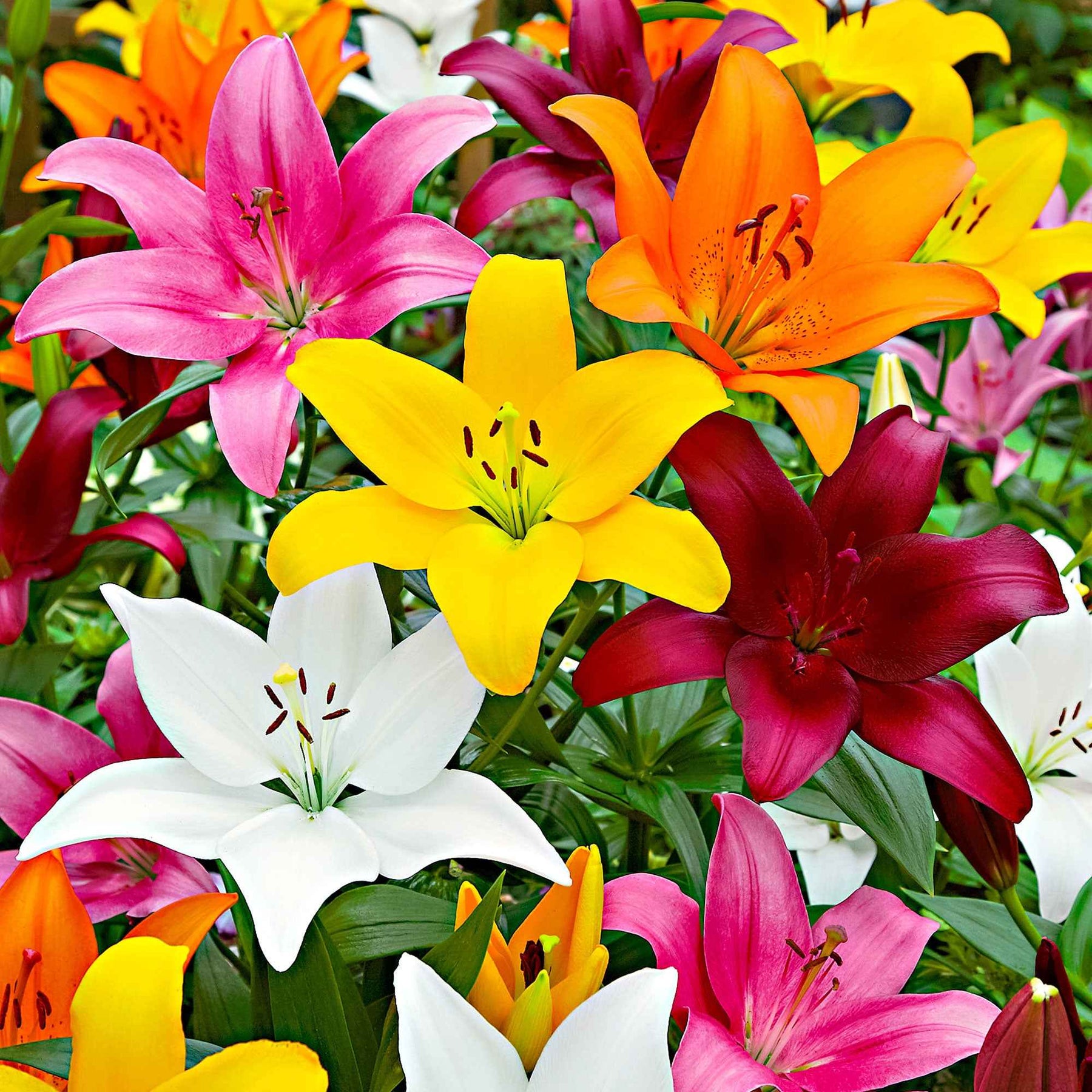 Lis - Lys - Lis asiatiques Mid-Century en mélange - Lilium mid-century