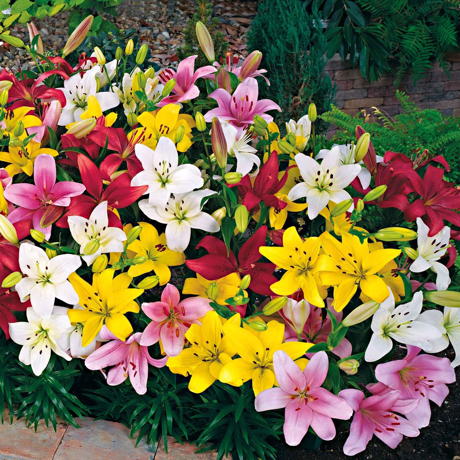 Vente Lis asiatiques Mid-Century en mélange - Lilium mid-century