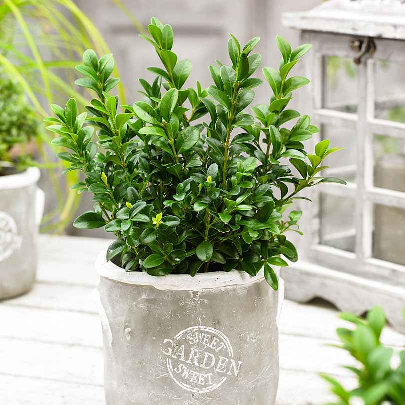 Buis - Buis commun - Buxus sempervirens