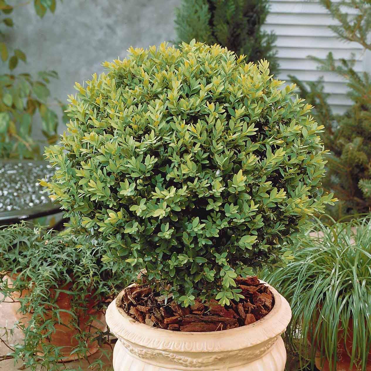 Buxus sempervirens - Buis commun - Buis