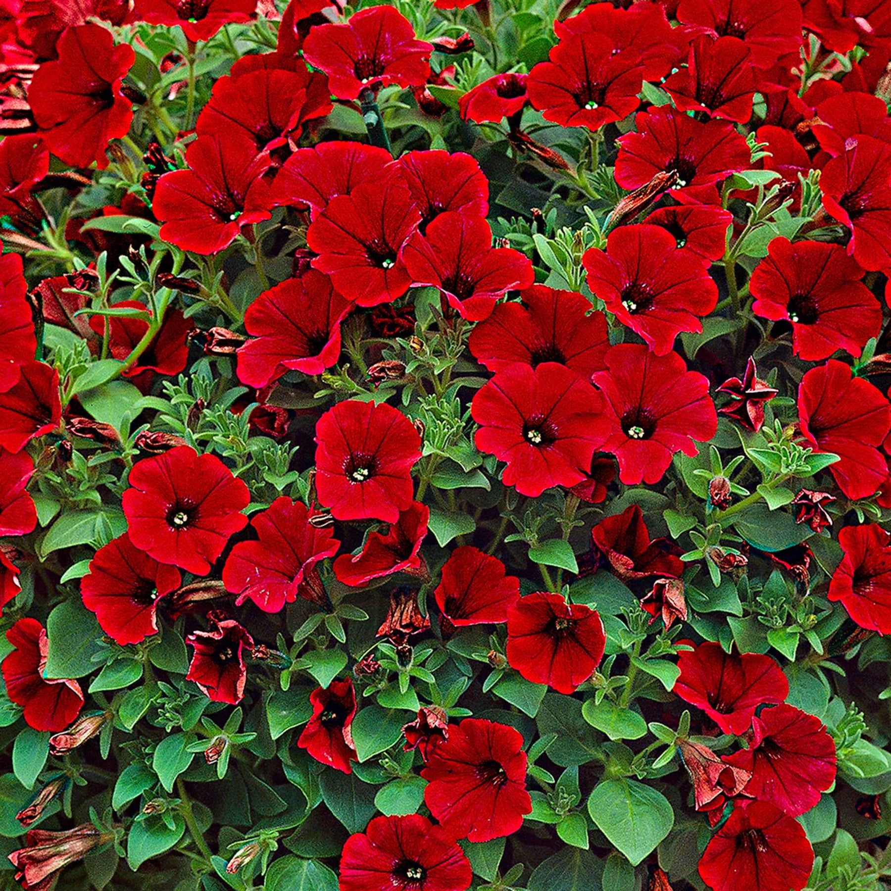 Pétunias - 3 Pétunias retombants rouges - Petunia