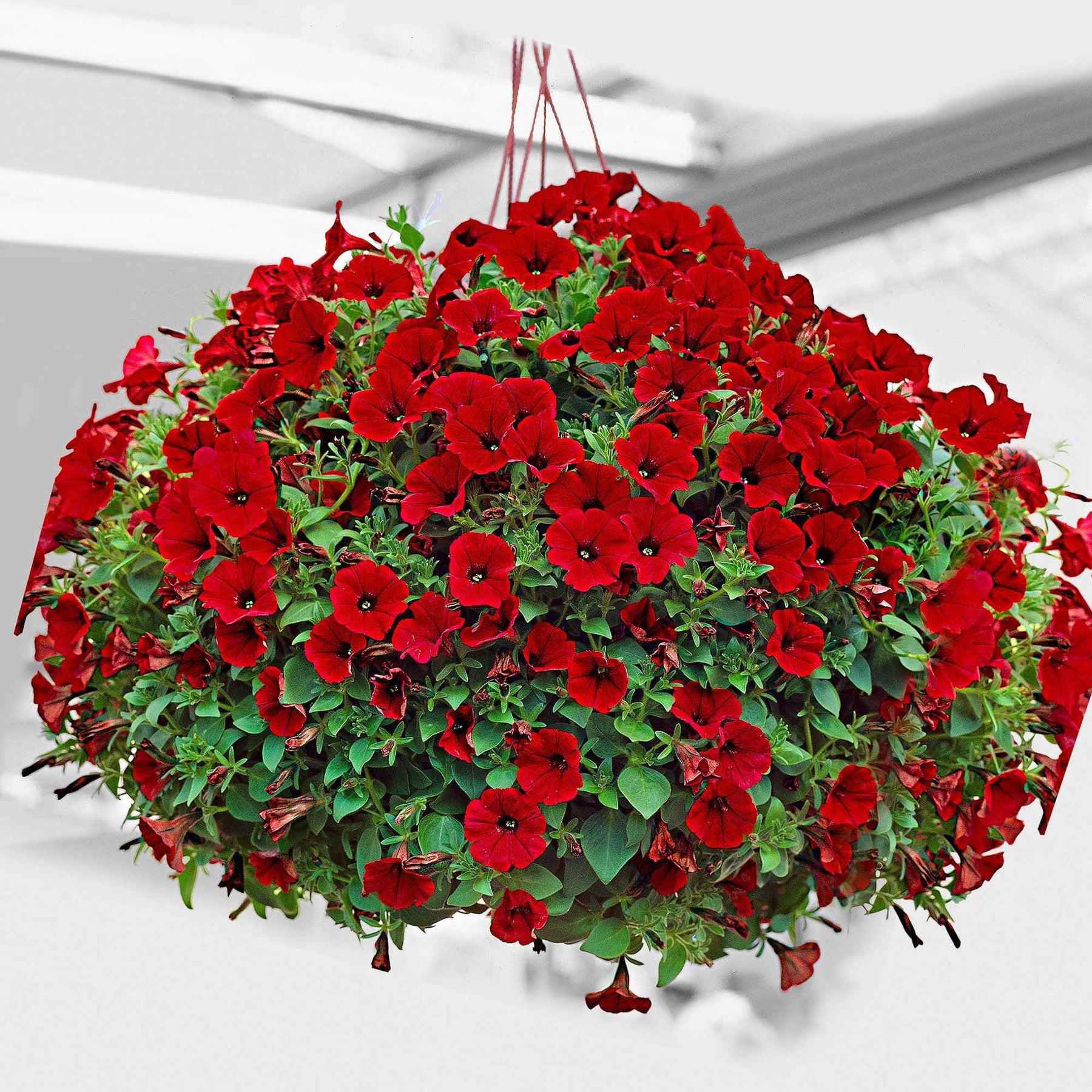 Petunia - 3 Pétunias retombants rouges - Pétunias