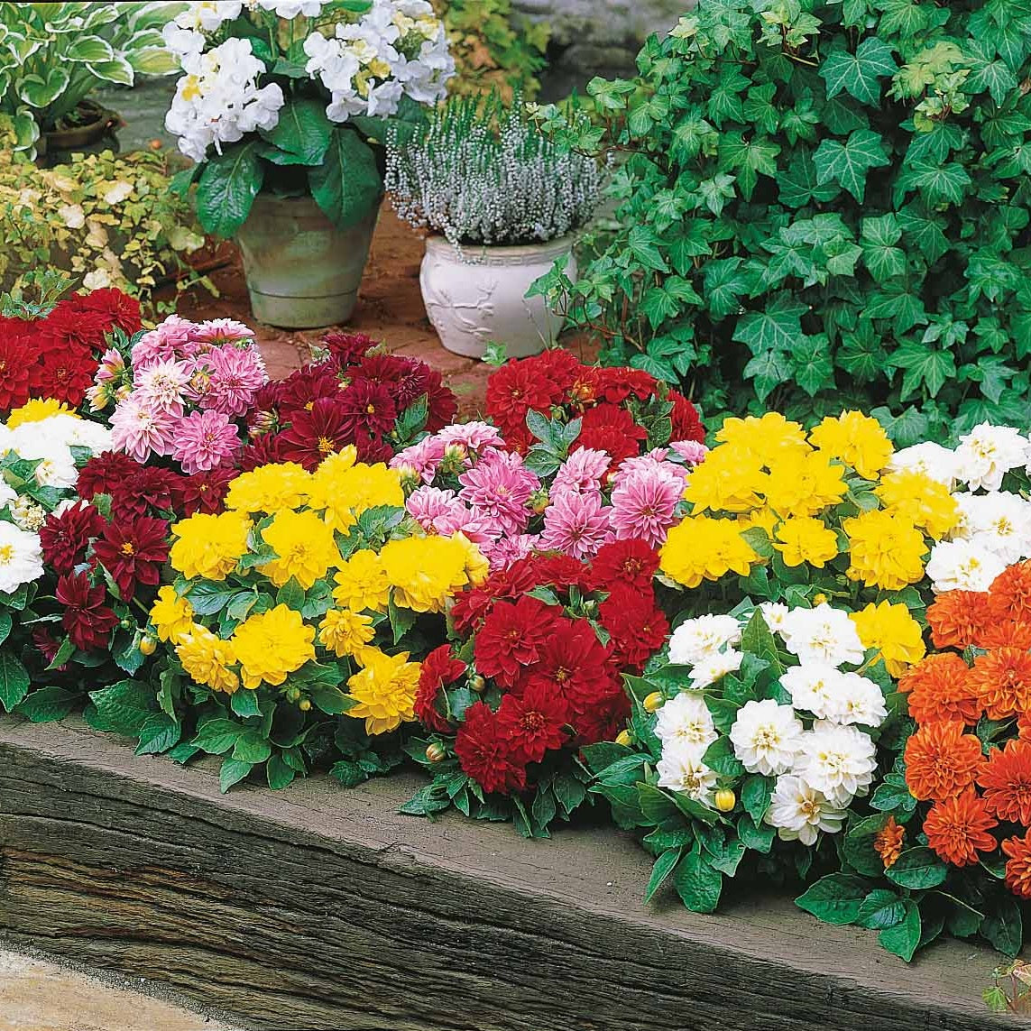 5 Dahlias nains (rouge, rose, blanc, orange, jaune) - Dahlia GO GO