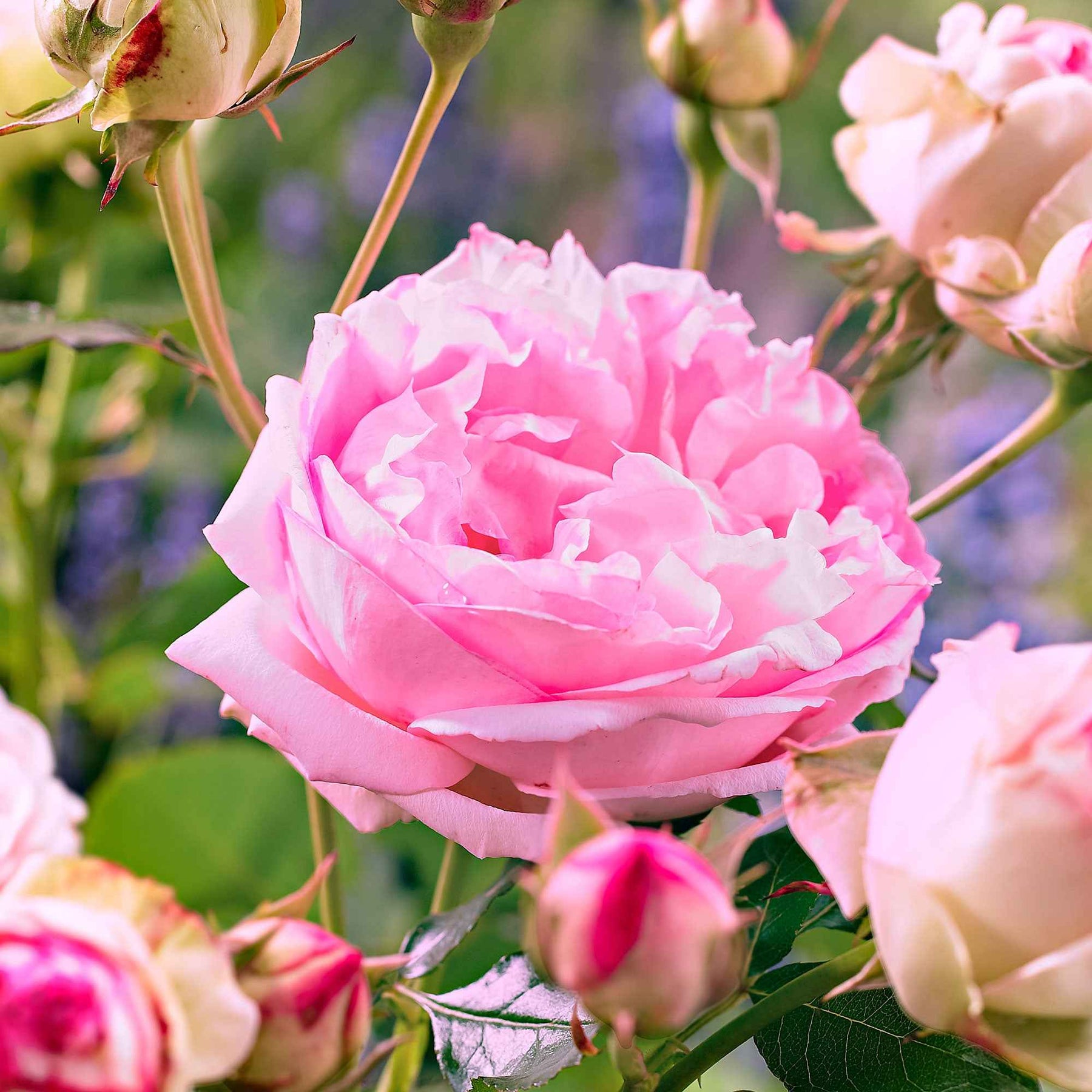 Rosier floribunda Leonardo da Vinci ® Medeauri - Rosa floribunda Leonardo Da vinci ® Meideauri - Willemse