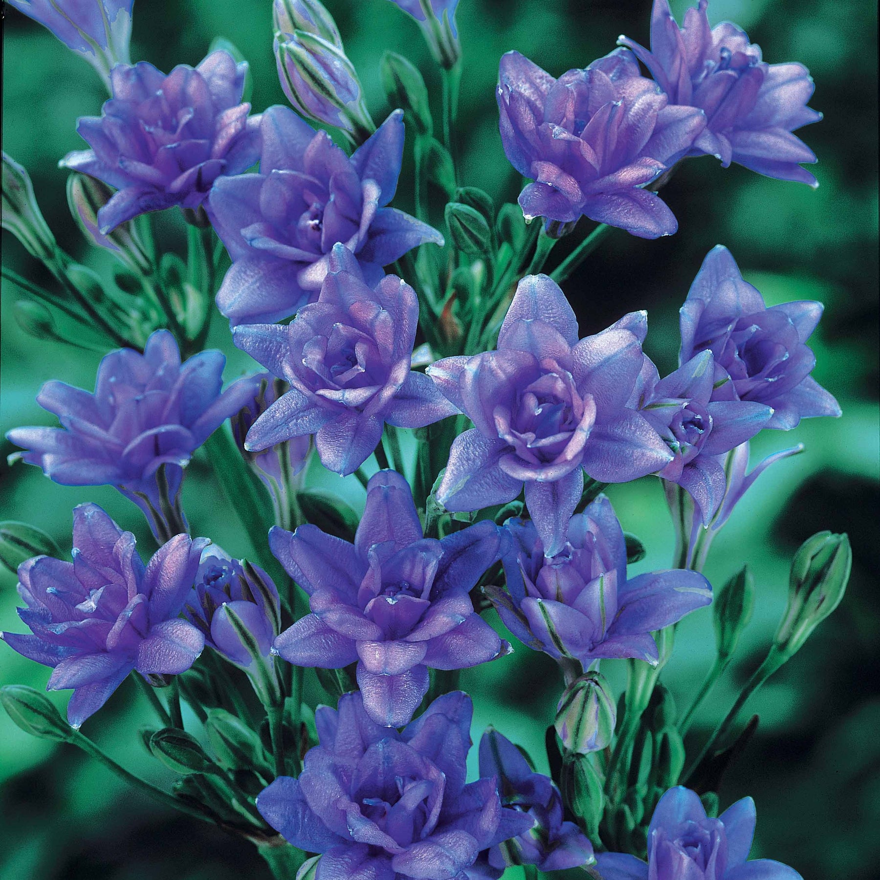 15 Tritéléias Bleu Royal - Willemse