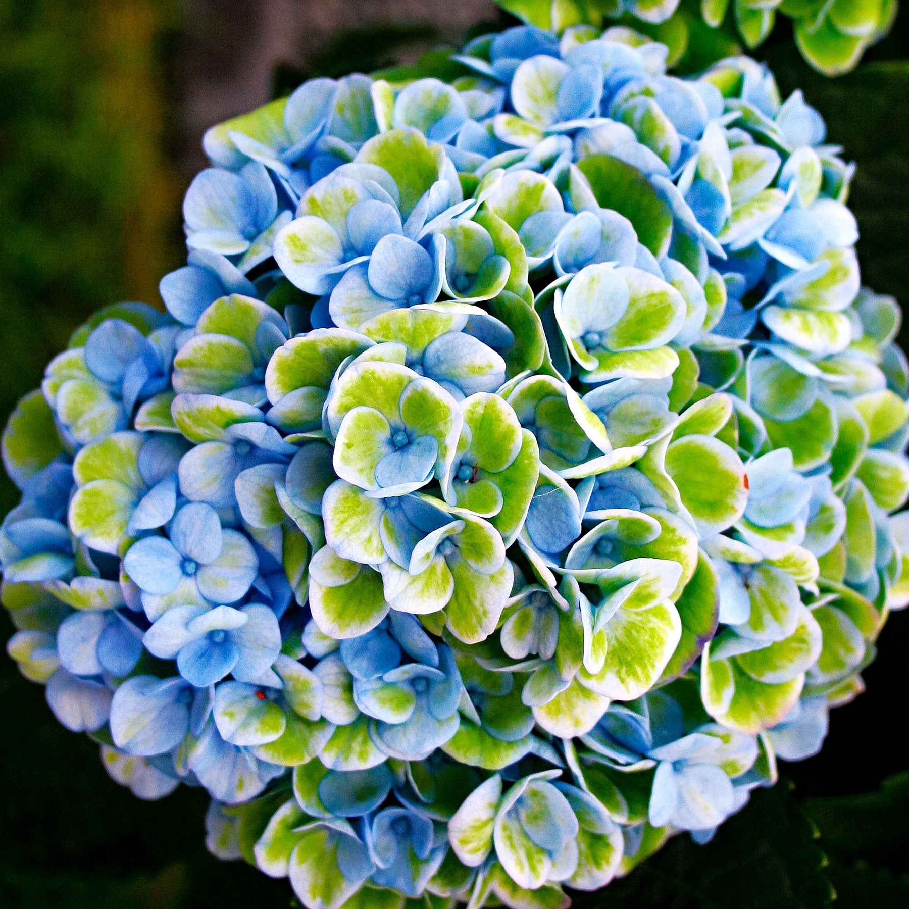Hortensia à grandes feuilles - Hortensia Revolution Blue - Hydrangea macrophylla Revolution Blue
