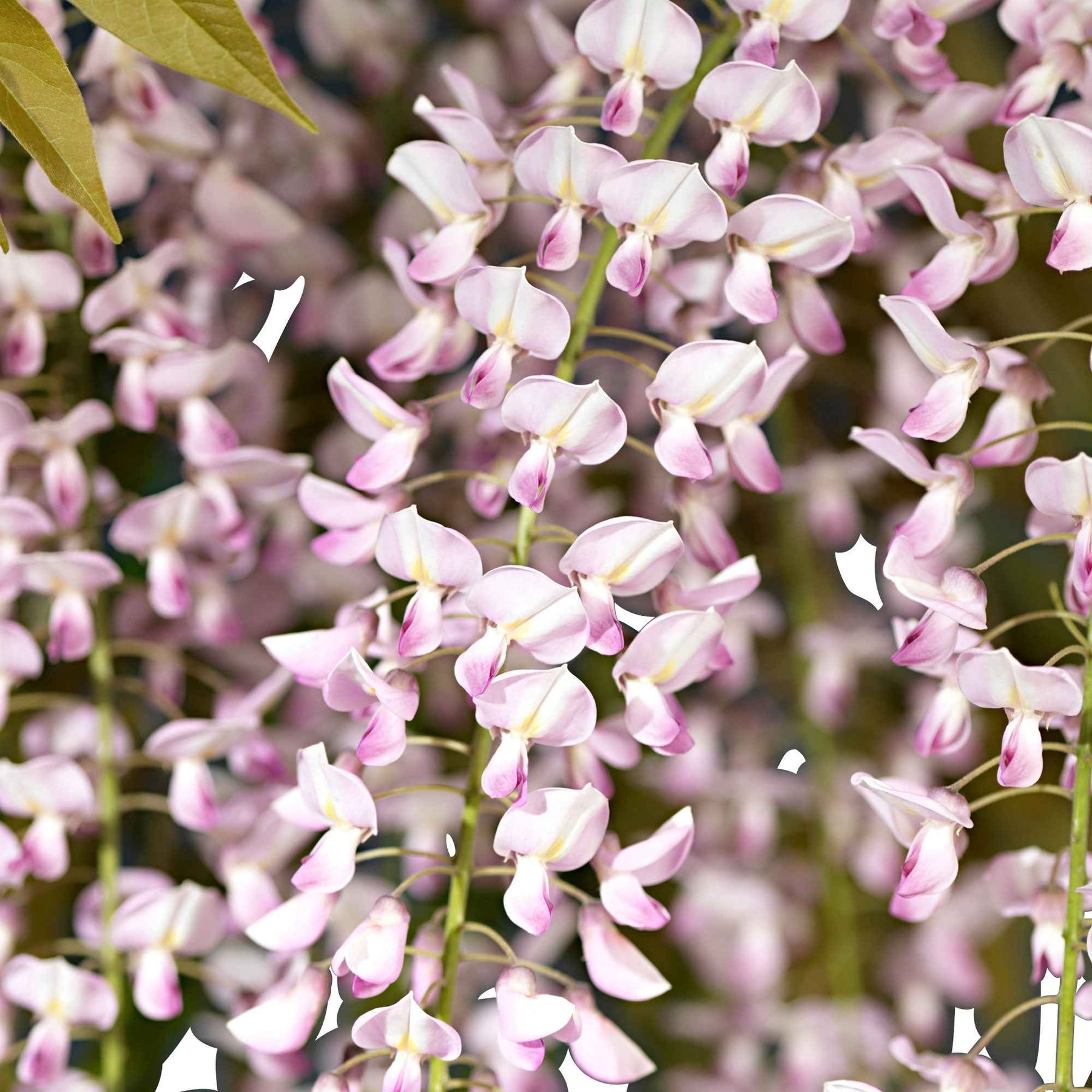 Vente Glycine rose - Wisteria sinensis Rosea