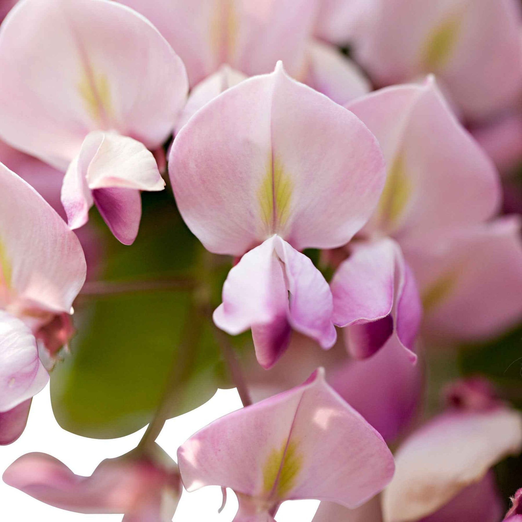Glycines - Glycine rose - Wisteria sinensis Rosea