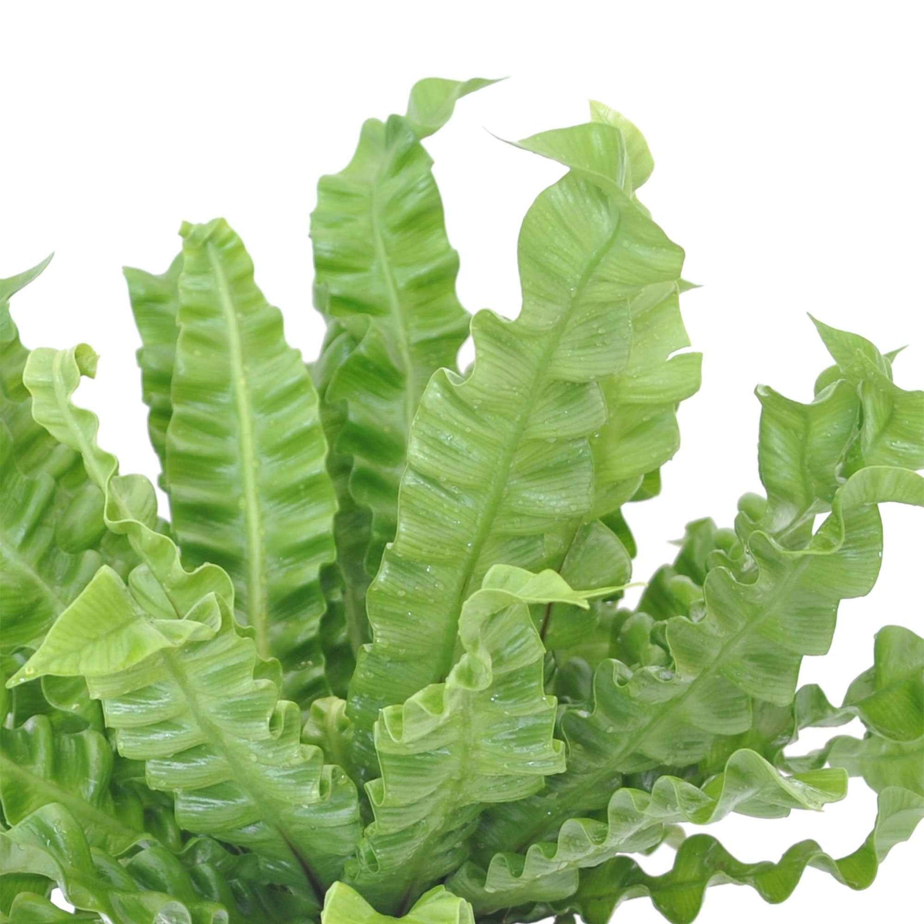 Asplenium nidus crispy wave - Fougère nid d'oiseau Crispy Wave -