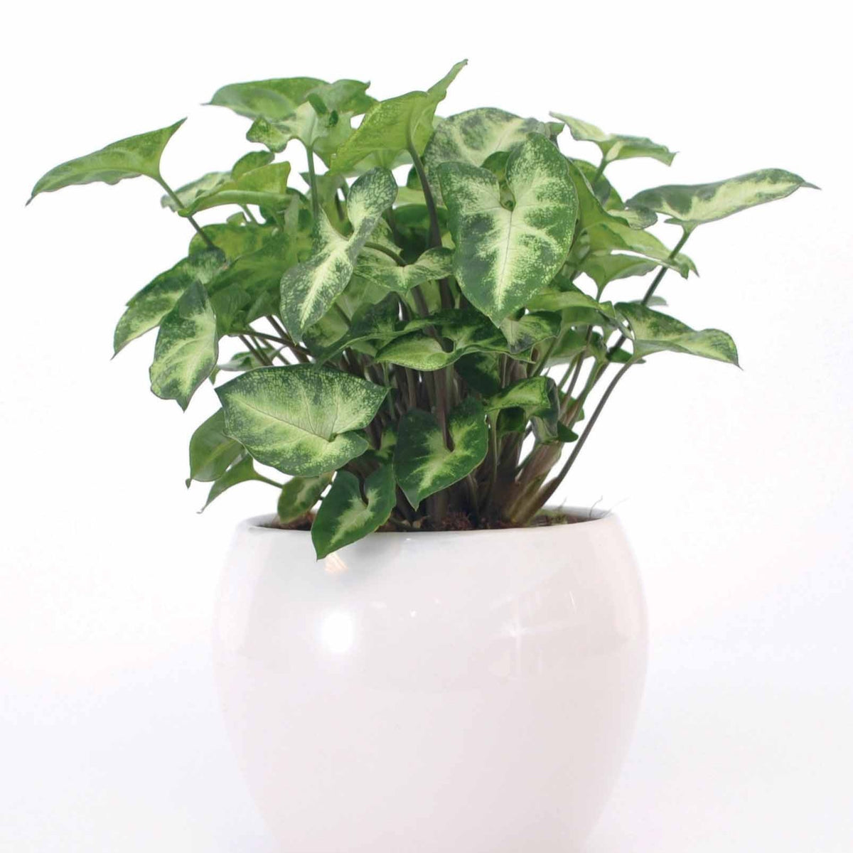 Syngonium Pixie - Syngonium pixie - Willemse