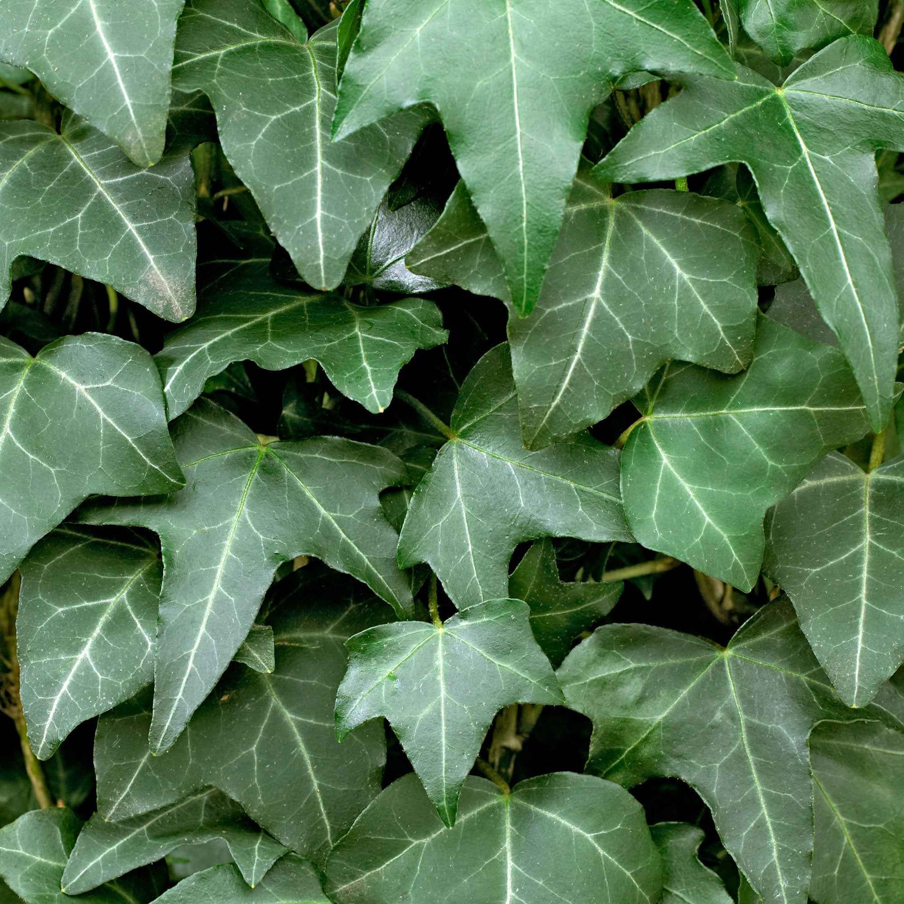 Hedera helix - Lierre grimpant - Lierres