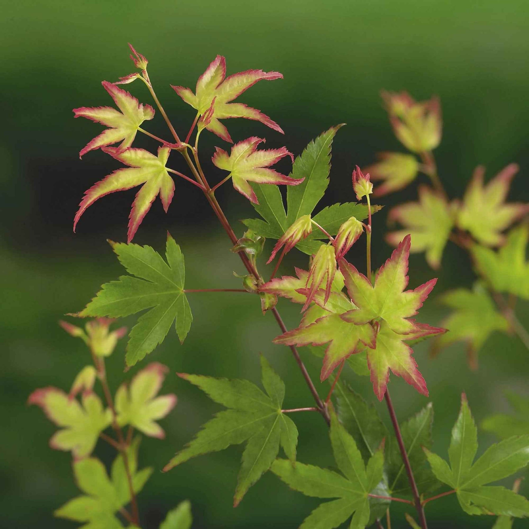 Acer palmatum little princess - Erable du Japon Little Princess - Erable du Japon