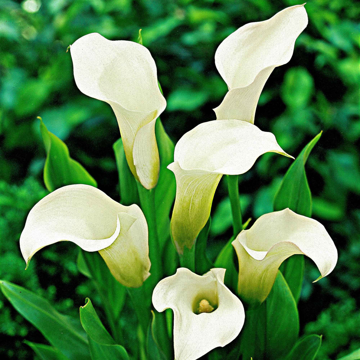 2 Arums à taches blanches - Zantedeschia albomaculata - Willemse