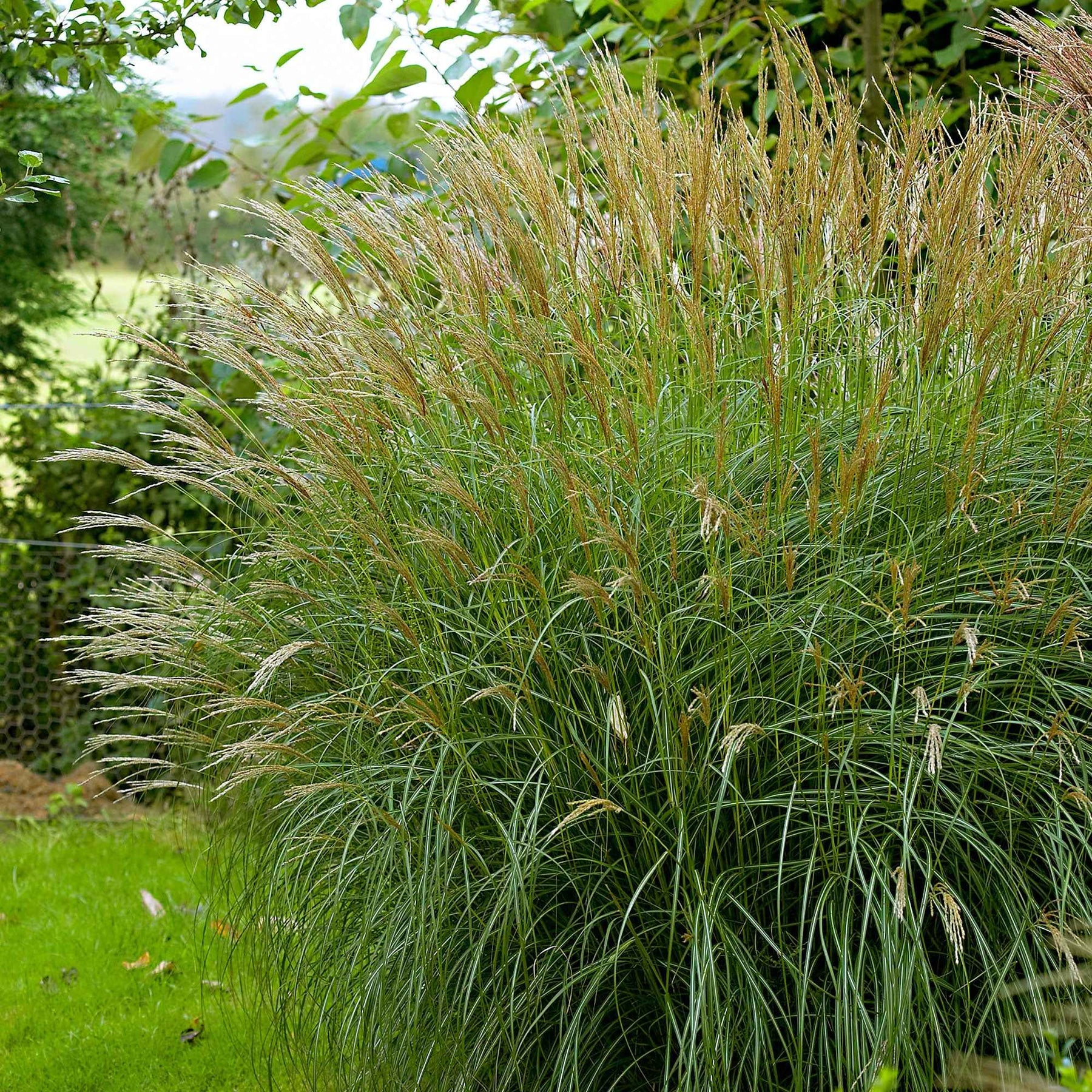Eulalie Adagio - Miscanthus sinensis Adagio - Willemse