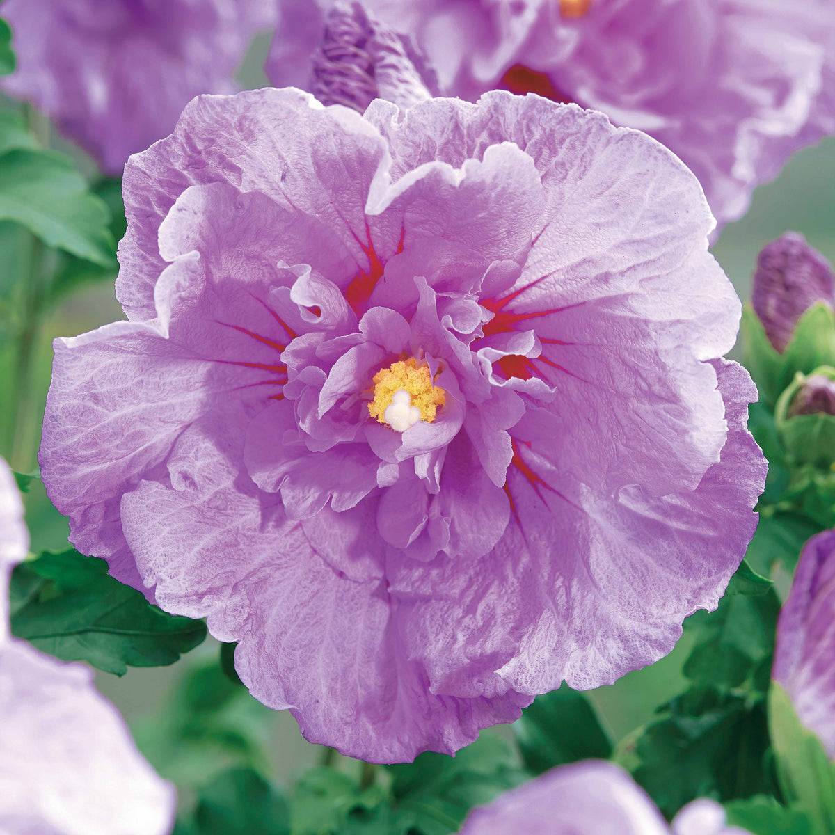 Hibiscus Lavender chiffon - Hibiscus syriacus Lavender Chiffon - Willemse