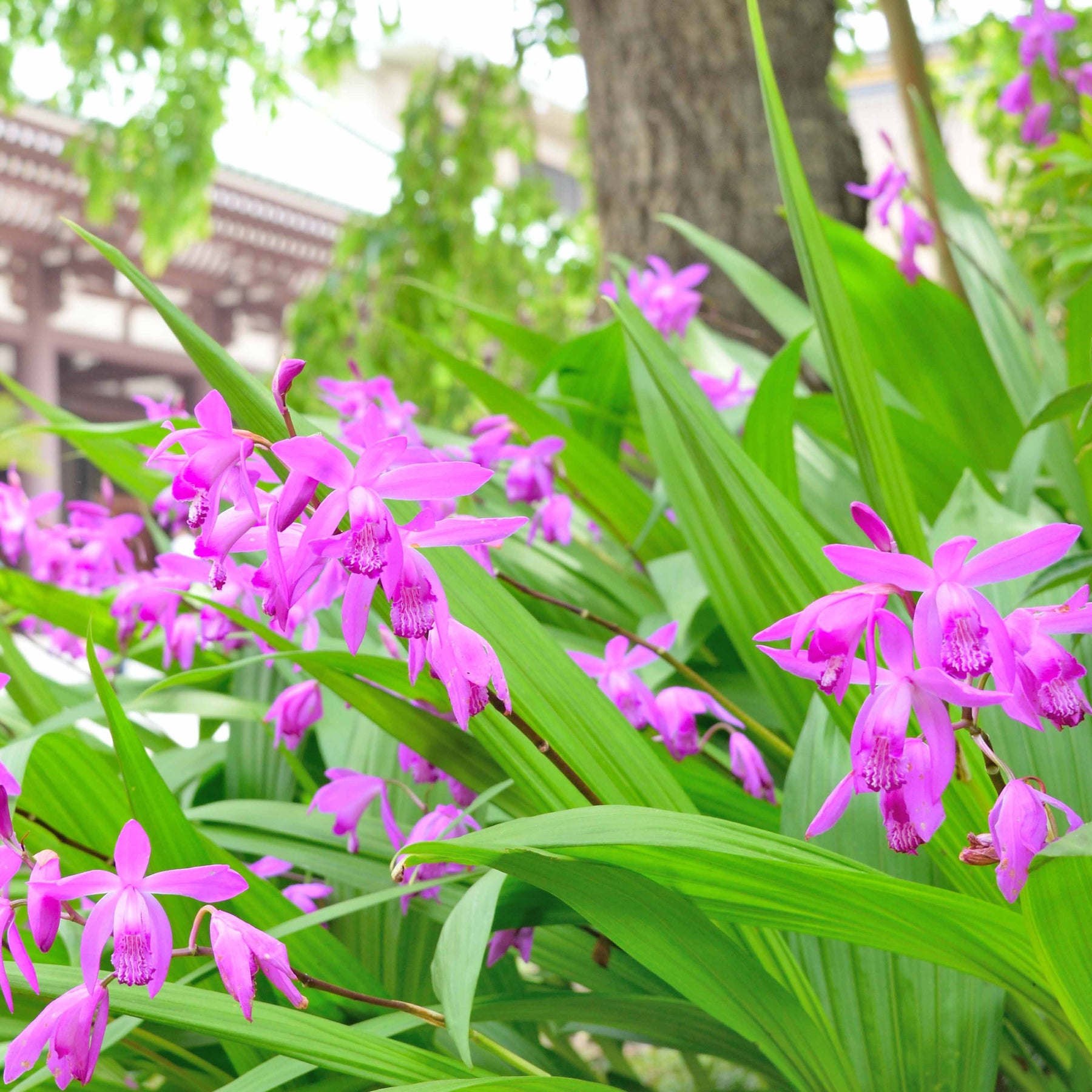 2 Orchidées Jacinthe - Bletilla striata - Willemse