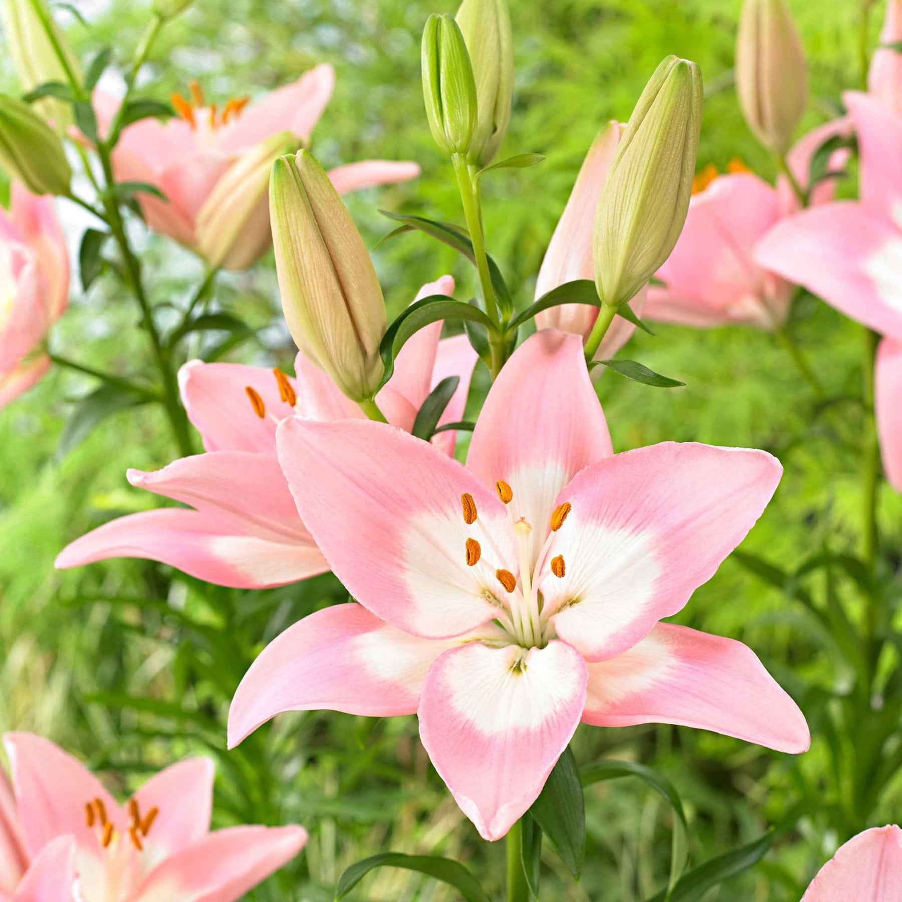 Lis - Lys - Lis asiatiques Levi - Lilium 'levi'