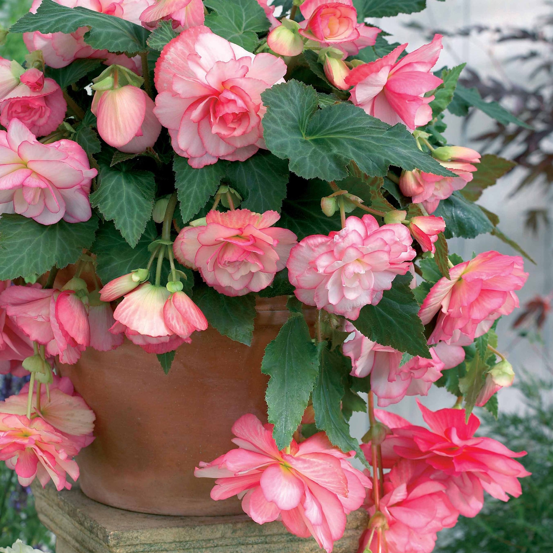 3 Bégonias cascade Florence - Willemse